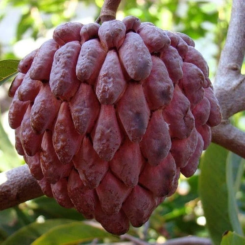 Red Custard Apple Tree Seeds for Planting  Grow Your Own Delicious Fruit