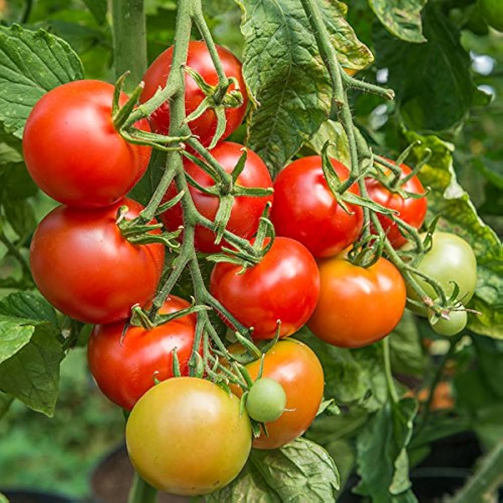 Reisenden 76 Tomato Seeds for High-Yield, Flavorful Tomatoes