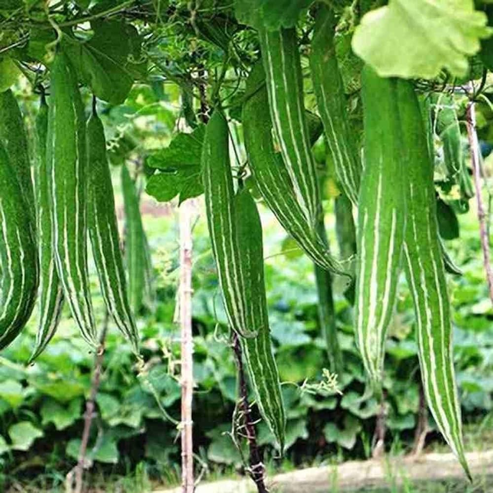 Trichosanthes Cucumerina Seeds for Vegetable Planting
