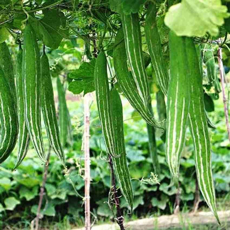 Green Serpent Gourd Vegetable Planting Seeds