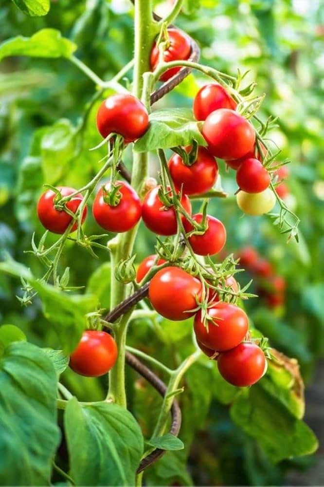 Solanum Trilobatum Cherry Vegetable Seeds for Planting in Vegetable Patch