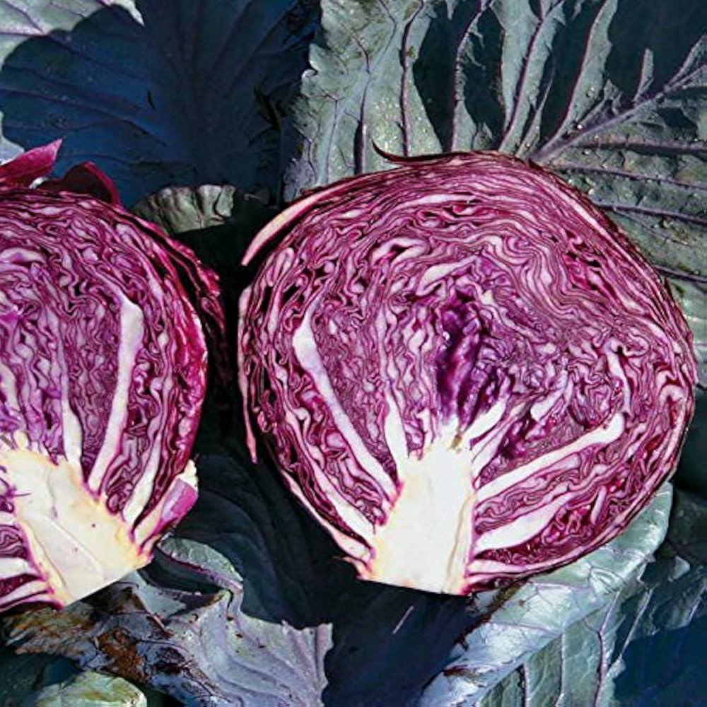 Red Acre Cabbage Seeds for Planting  Grow Heirloom Purple Cabbage