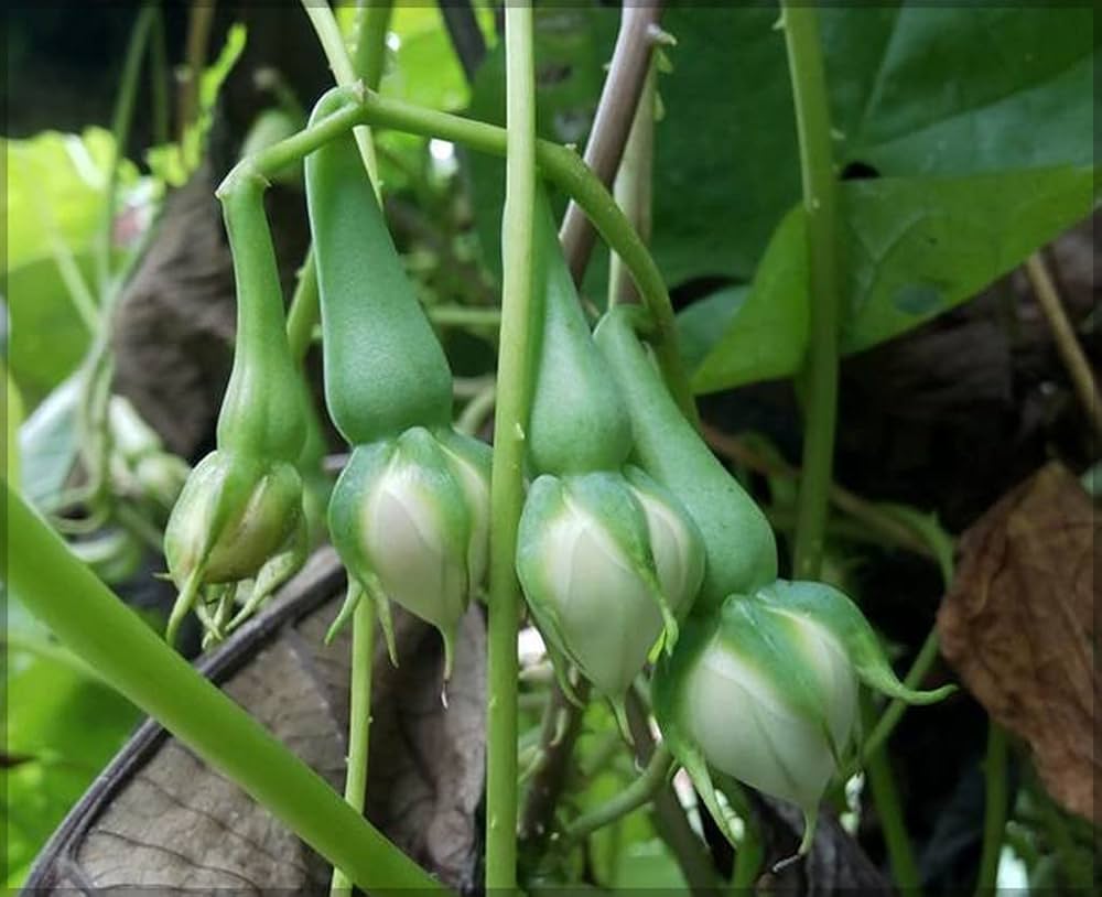 Clove Seeds Syzygium aromaticum for Planting in Herb Garden & Vegetable Patch