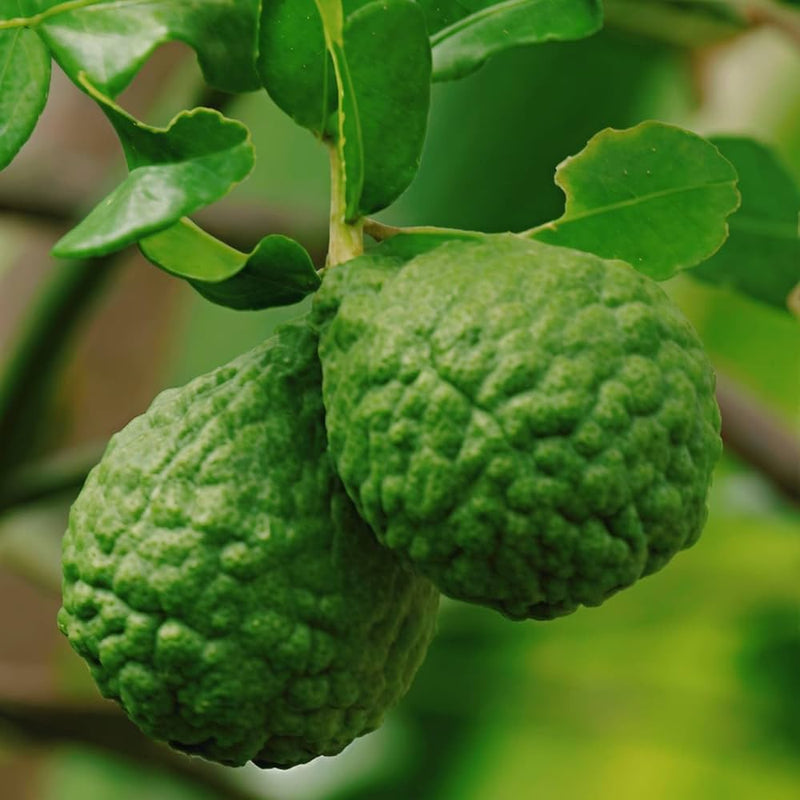 Kaffir Lime Seeds for Planting - Fresh Fruit Planting Collection