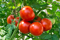 Köstliches Tomato Seeds for Garden-Fresh, Juicy Tomatoes