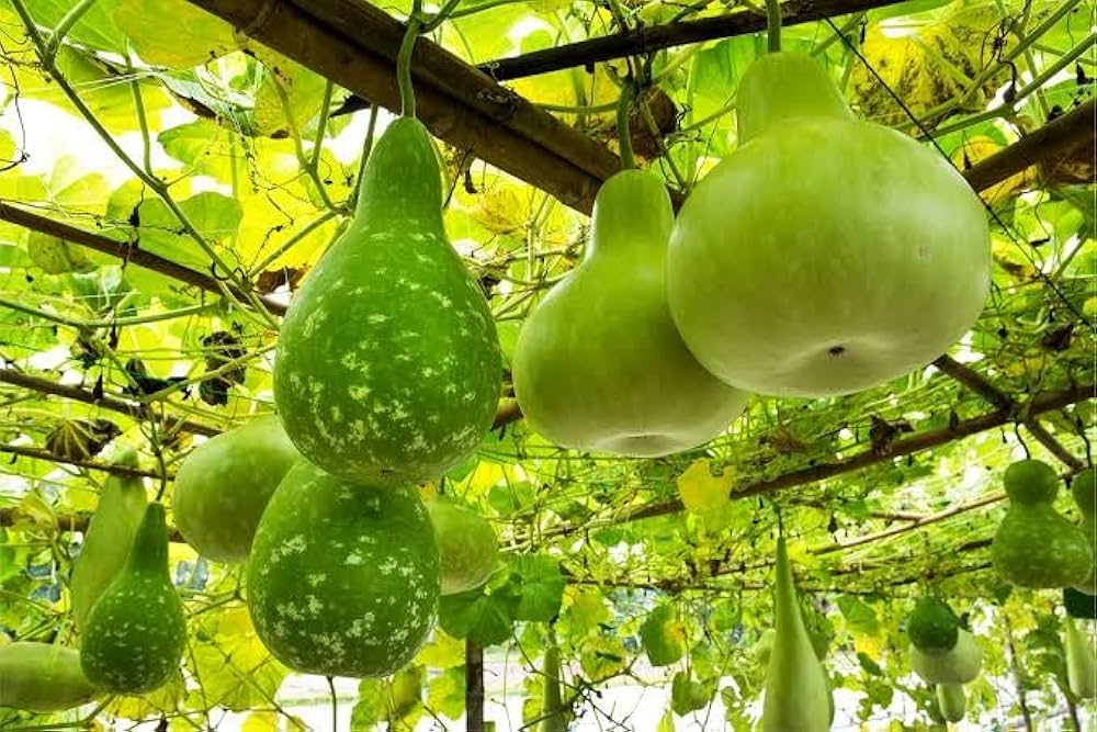 Round Bottle Gourd Vegetable Planting Seeds