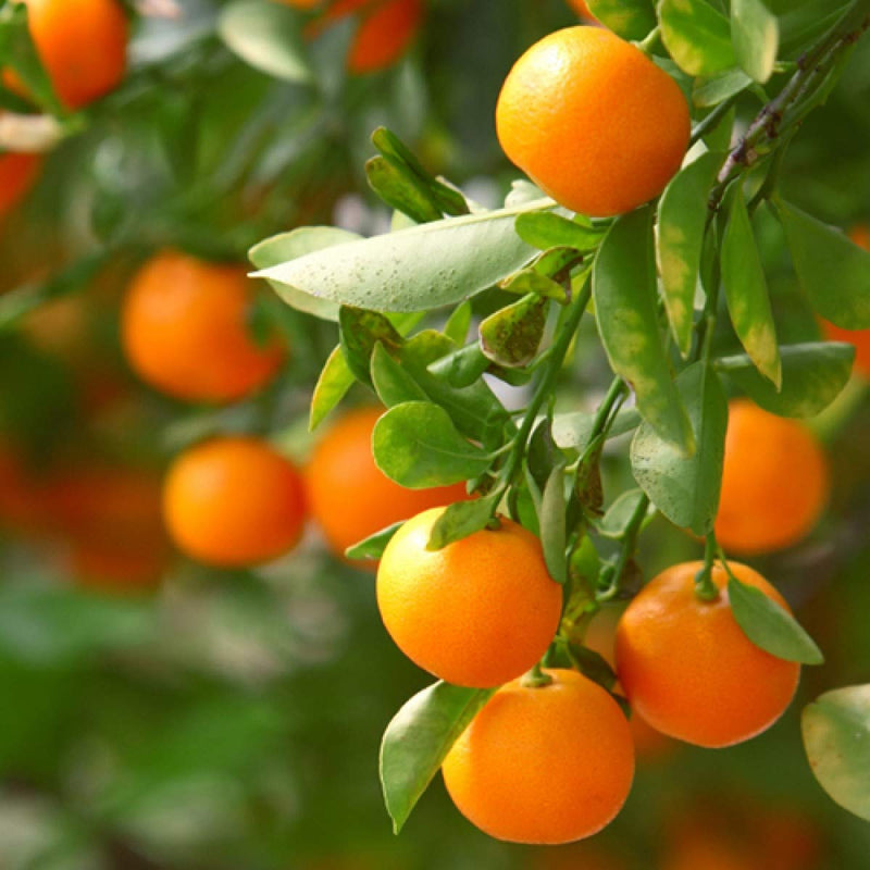 Orange Planting Seeds for Juicy Citrus Fruit - Grow Delicious Oranges