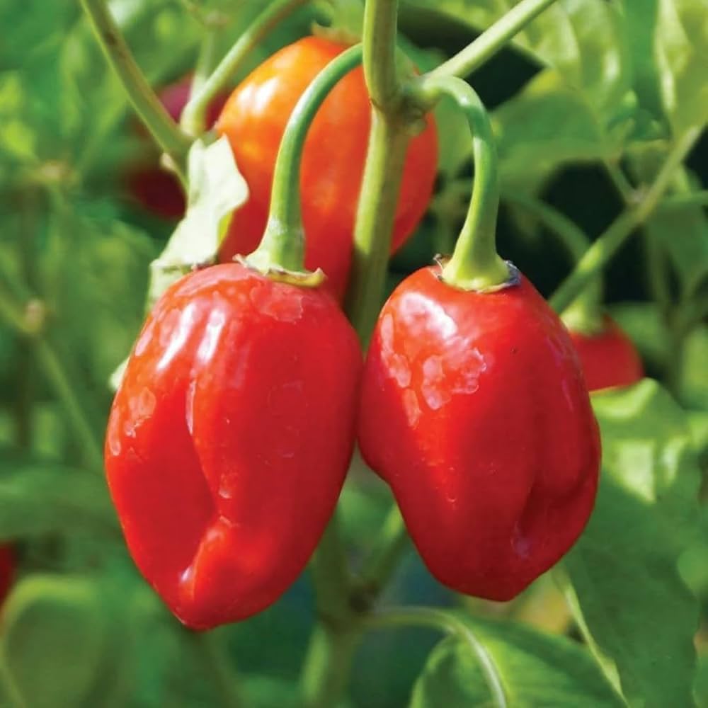 Mixed Habanero Seeds for Planting  Perfect for Your Garden