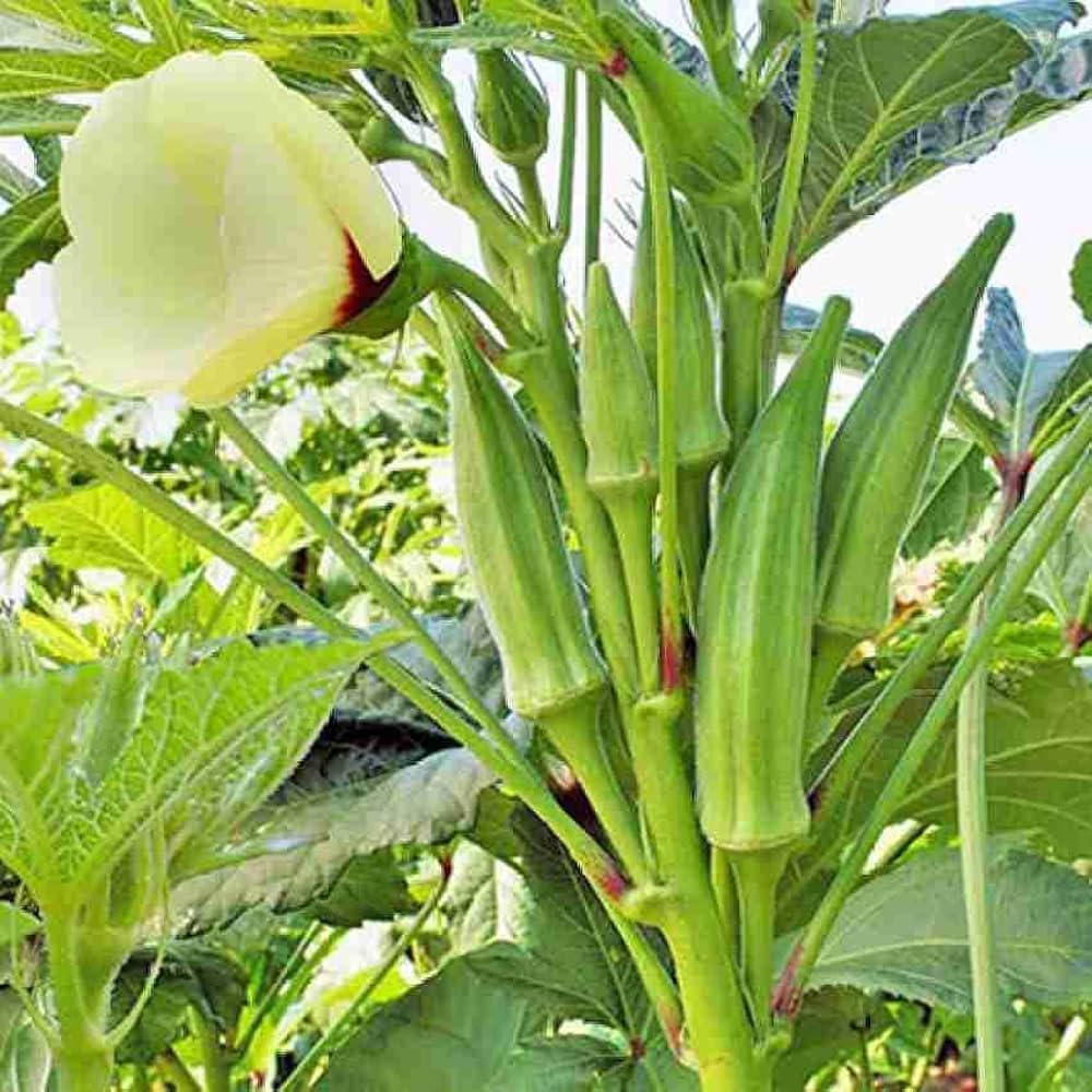 Okra Vegetable Seeds for Easy Planting