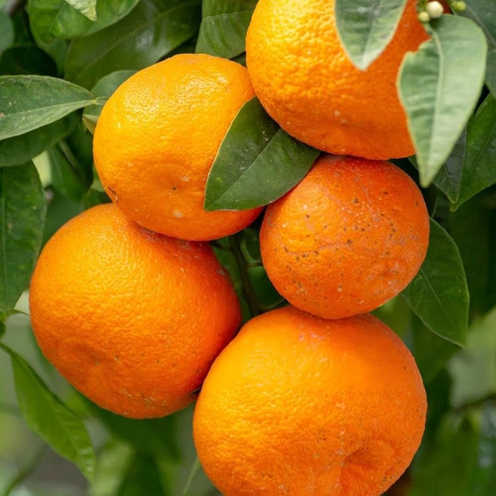 Orange Fruits Seeds - Perfect for Planting and Growing