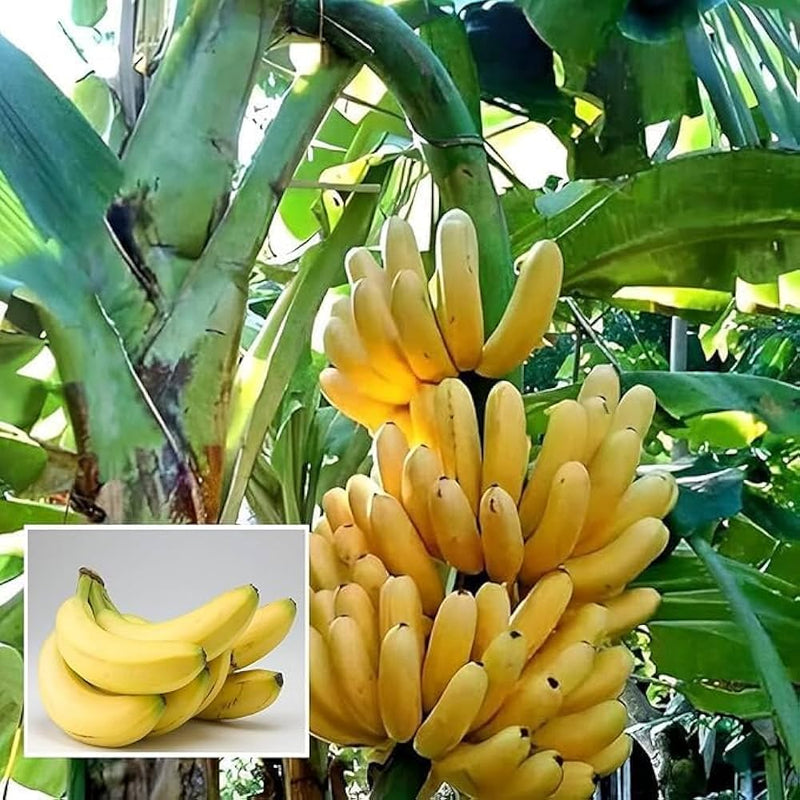 Banana Fruit Seeds for Planting Guide