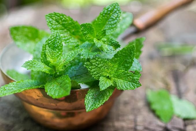 Mint Mentha spp. Seeds for Planting in Herb Garden & Vegetable Patch