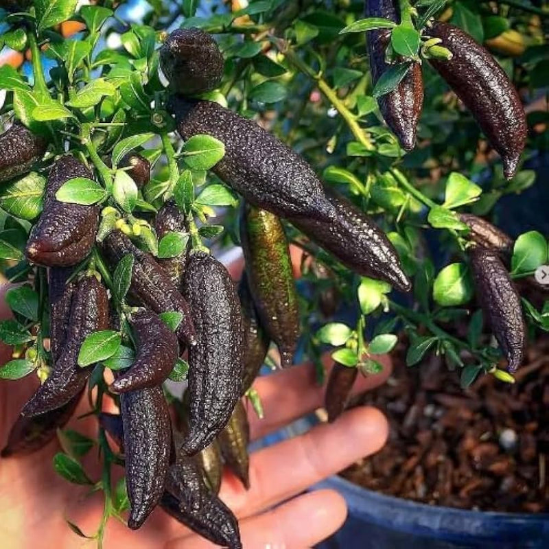 Finger Lime Seeds for Planting  Grow Your Own Unique Fruit!