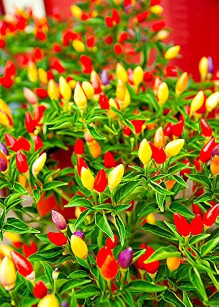 Ornamental Pepper Flower Seeds Mix, Planting