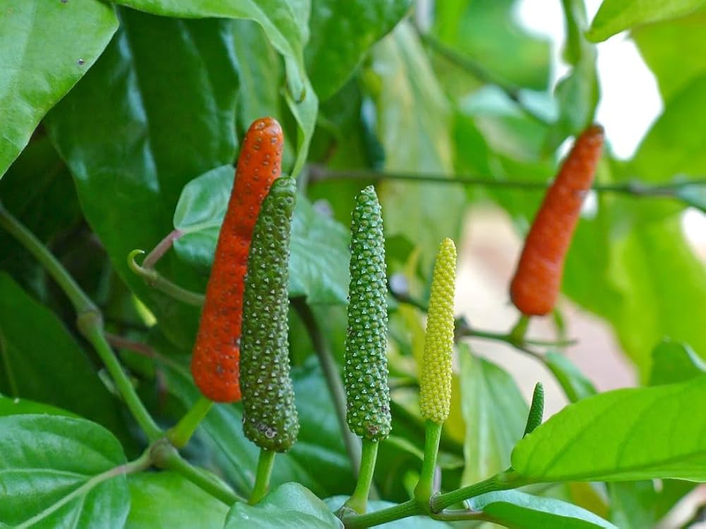 Long Pepper Seeds for Planting - Piper Longum Vegetable Seeds