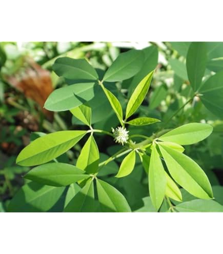 Chipilin Guatemalan Vegetable Seeds for Planting