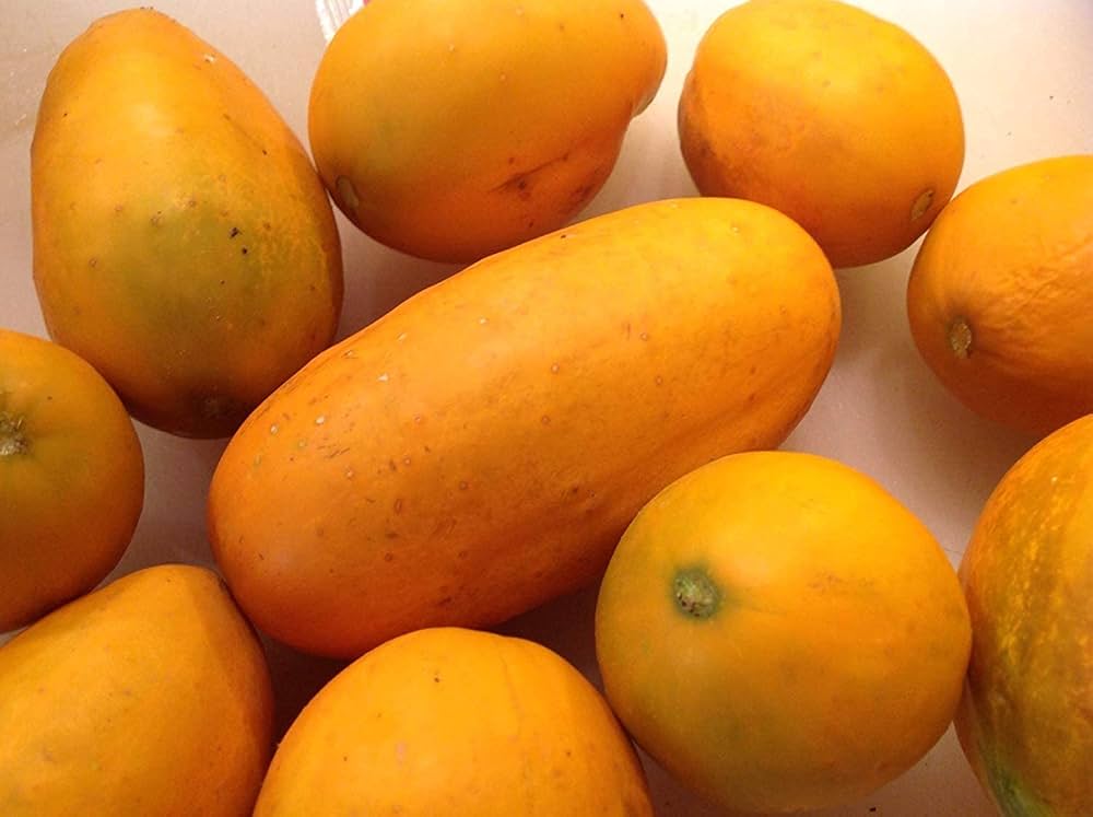 Thick Yellow Cucumber Seeds for Planting