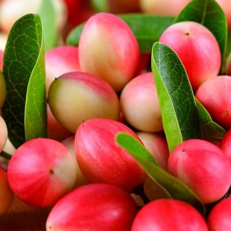 Carandas Fruit Seeds: Essential Planting Guide