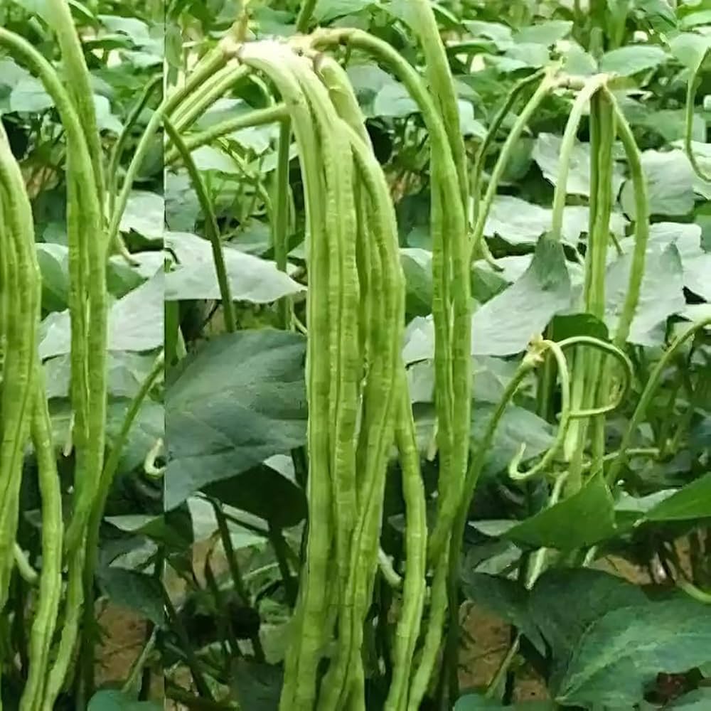 Planting Cowpea Vegetable Seeds for Your Garden