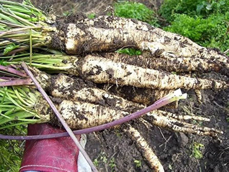 Hamburg Root Parsley Seeds (Petroselinum Cr. tuberosum) for Dual-Use