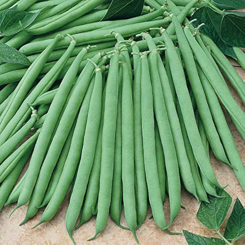 Bush Bean Vegetable Seeds for Easy Planting
