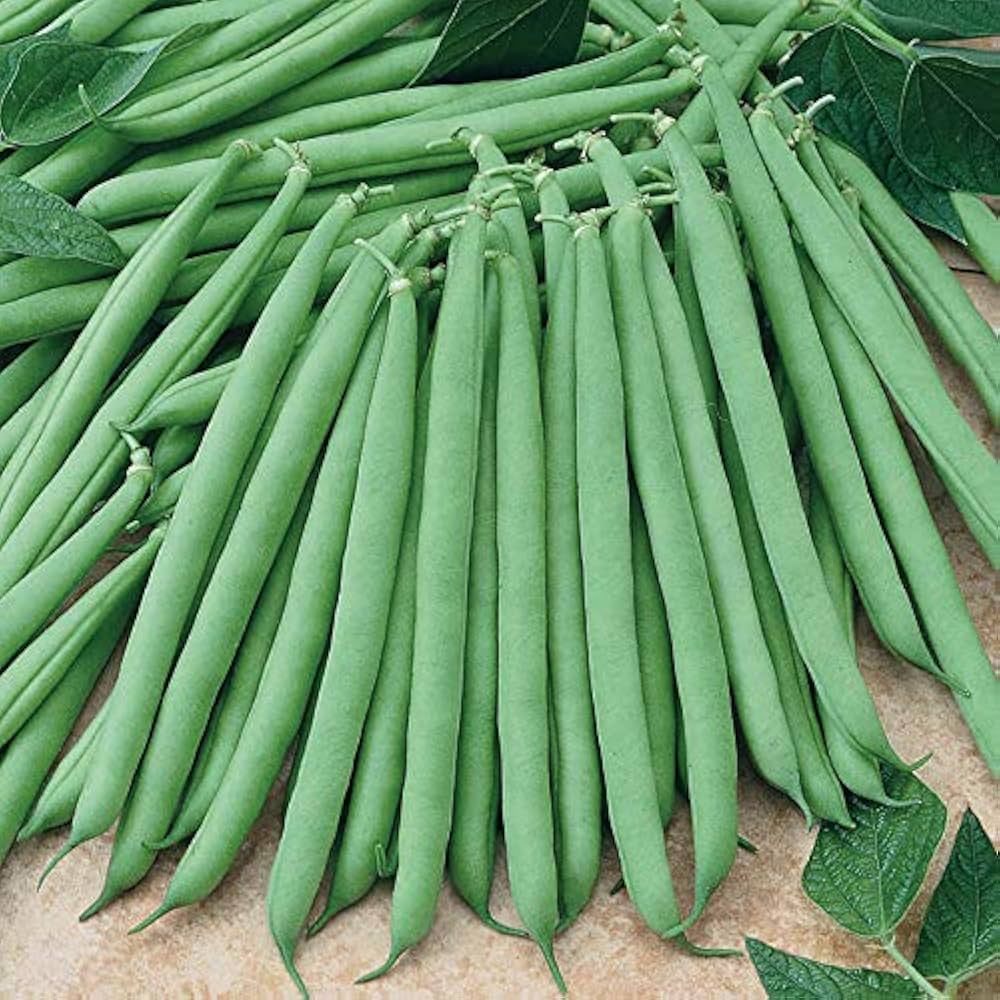 Bush Bean Vegetable Seeds for Easy Planting