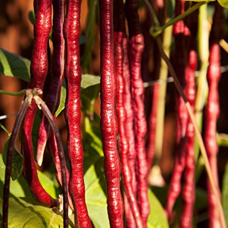 Red Long Bean Vegetable Seeds for Gardens