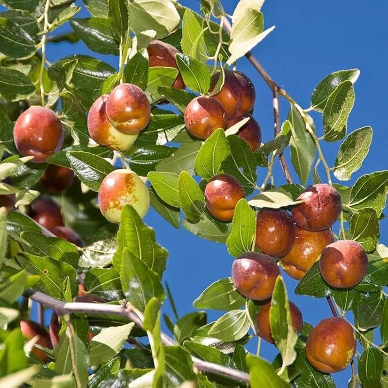 Mixed Jujube Fruit Seeds for Planting