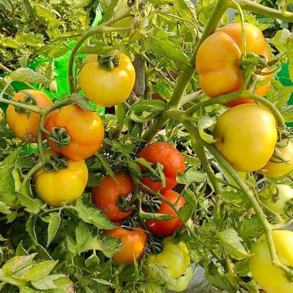 Mixed Tomato Planting Seeds Collection