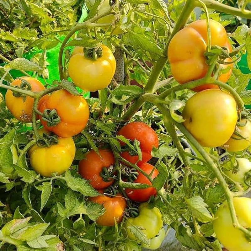 Mixed Tomato Planting Seeds Collection