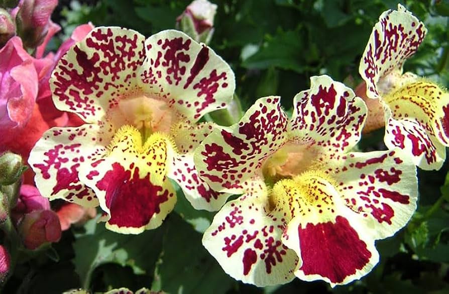 White Mimulus Flower Seeds for Planting  Seed for Lush Gardens and Delightful Blooms