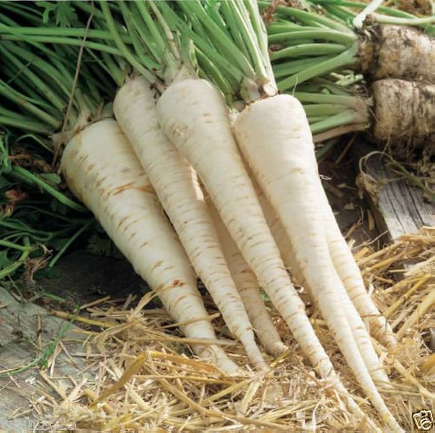 Hamburg Rooted Parsley Petroselinum crispum seeds for kitchen garden