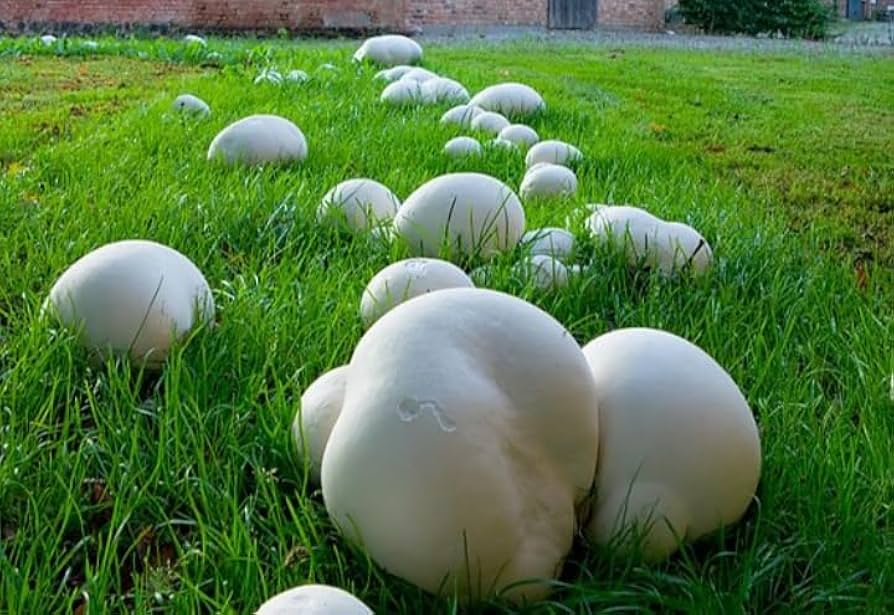 Puffball Mushroom Vegetable Planting Seeds