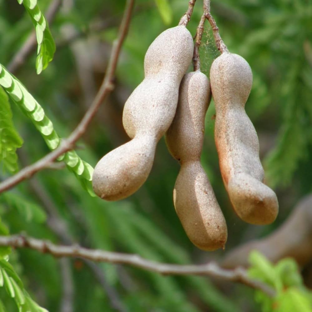Orchid Tamarind Tamarindus Indica Tree Seeds