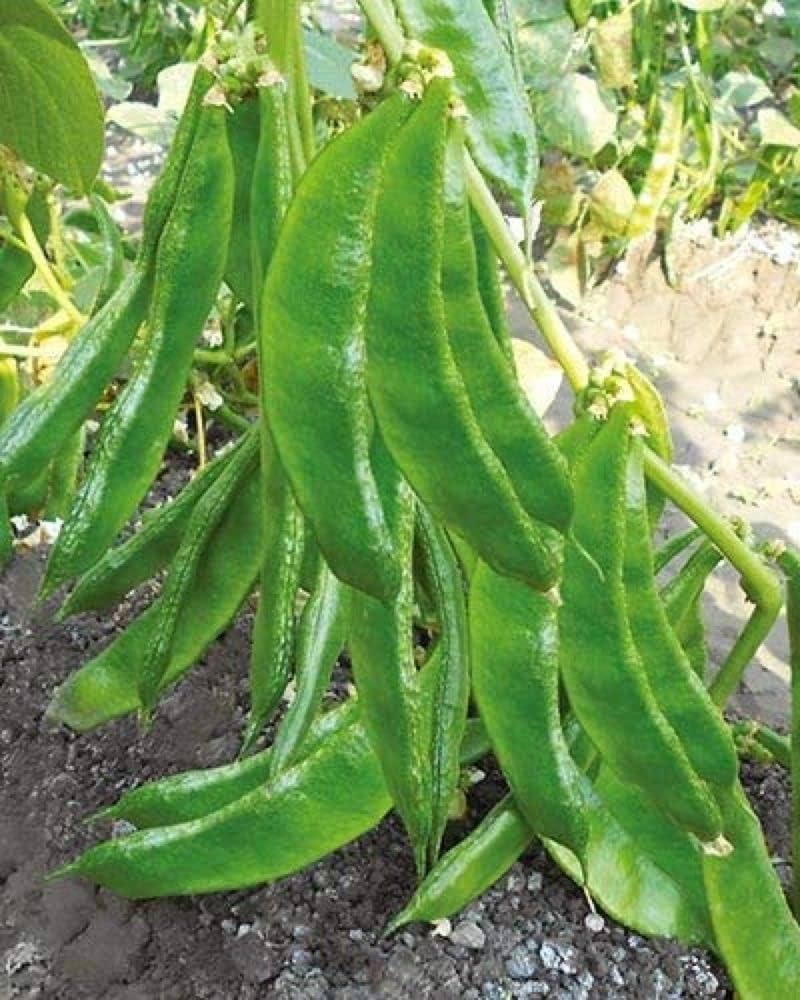 White Marrow Bean Seeds for Planting - High-Quality Vegetable Seeds