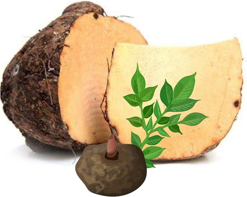 Yam Vegetable Seeds for Home Gardening