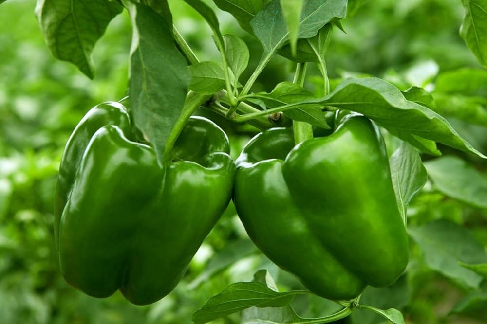 Pepper Seeds for Vegetable Planting