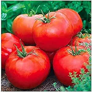 ACE 55 Heirloom Tomato seeds for delicious tomatoes