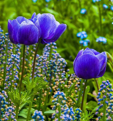 Tulip Blue Flower Seeds for Planting  Vibrant Blue Blooms for Your Garden
