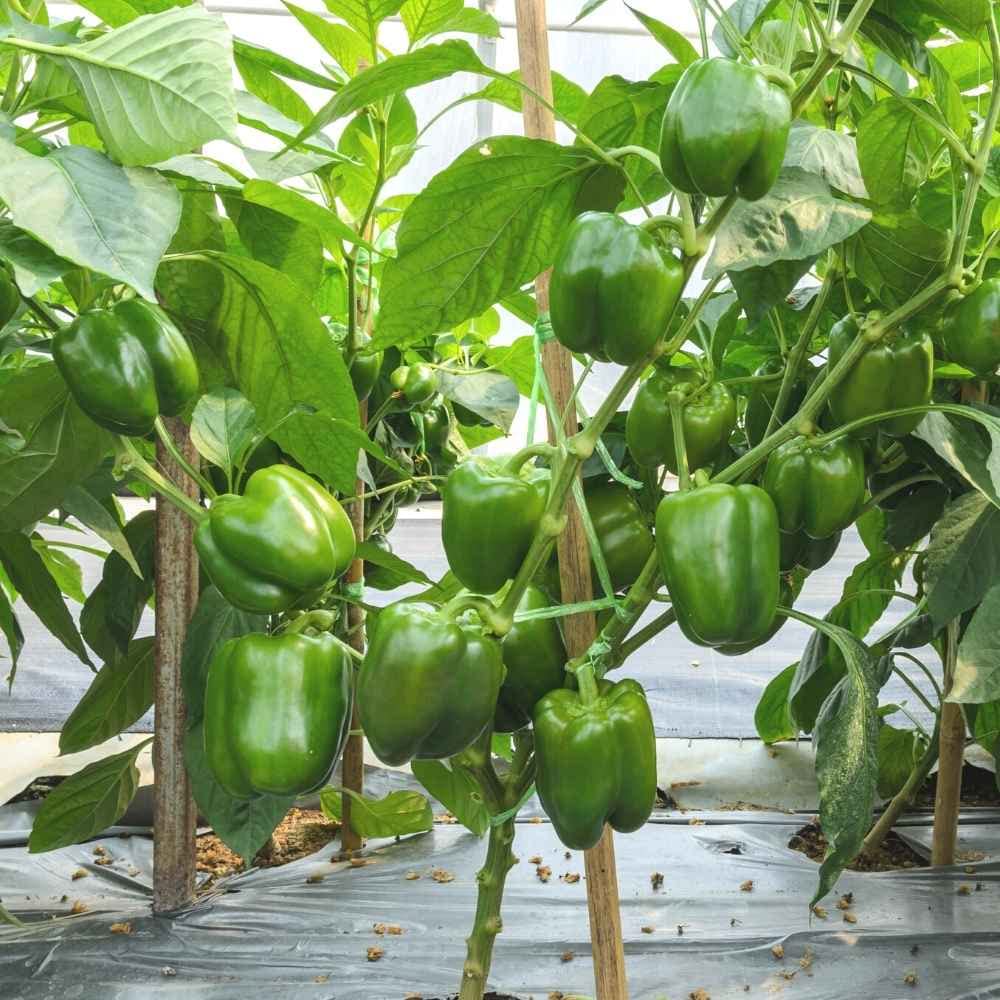 Capsicam Vegetable Seeds for Easy Planting