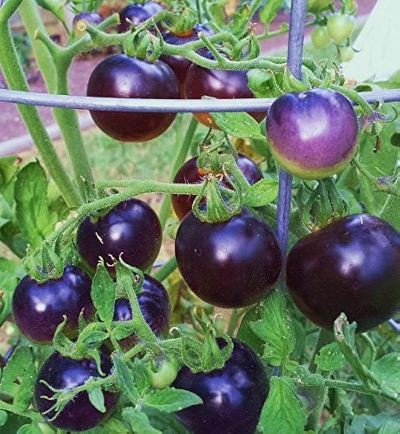 Lavender Tomato Seeds - Perfect for Planting