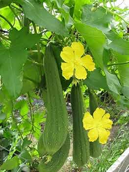 Yellow Luffa Flower seeds for Planting - Vibrant Colors, Heirloom & GMO Free Seeds for Home Garden