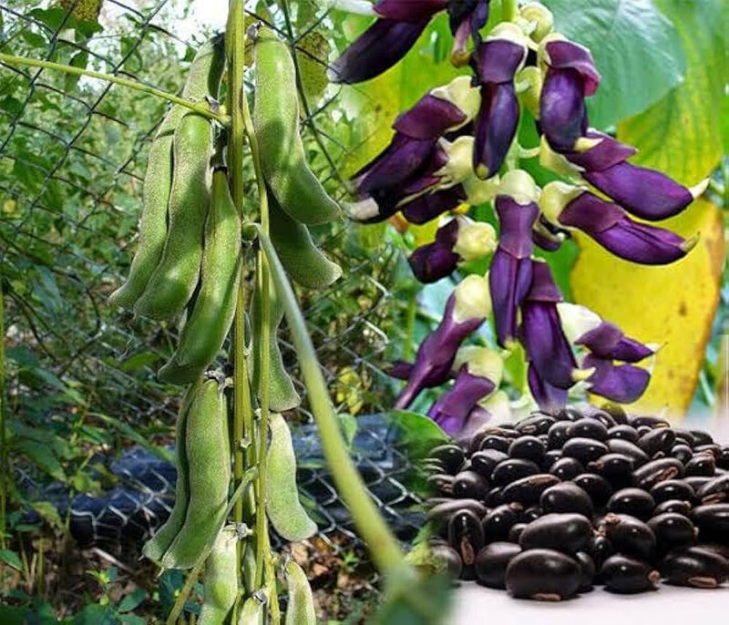 Velvet Bean Seeds for Planting - Grow Your Own Vegetables