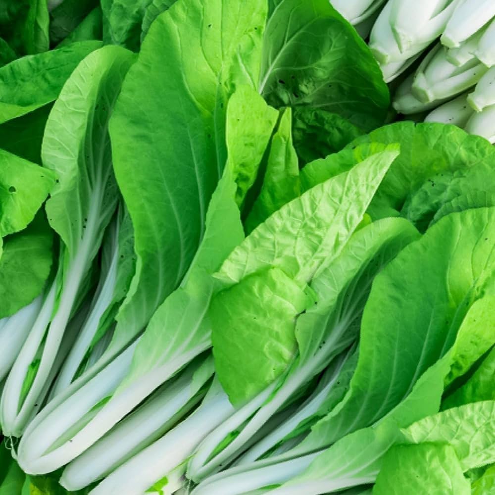 Blizzard Green White Choi Vegetable Seeds for Planting