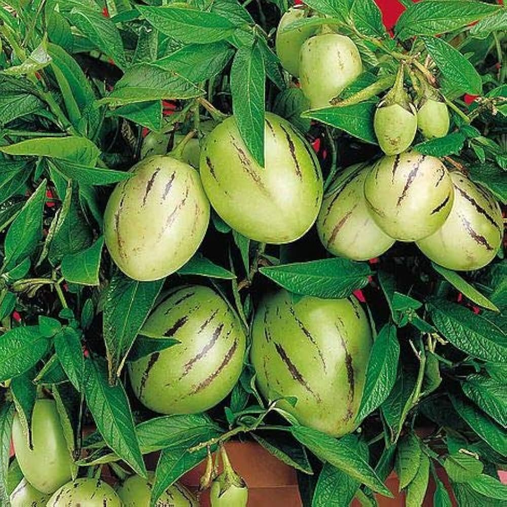 Pepino Solanum Muricatum Seeds  Ideal for Planting in Gardens & Containers
