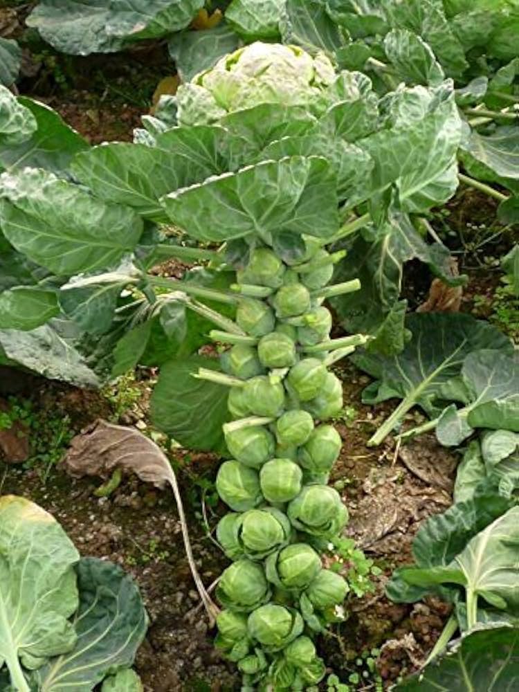 Brussels Sprouts Vegetable Seeds - Easy Planting