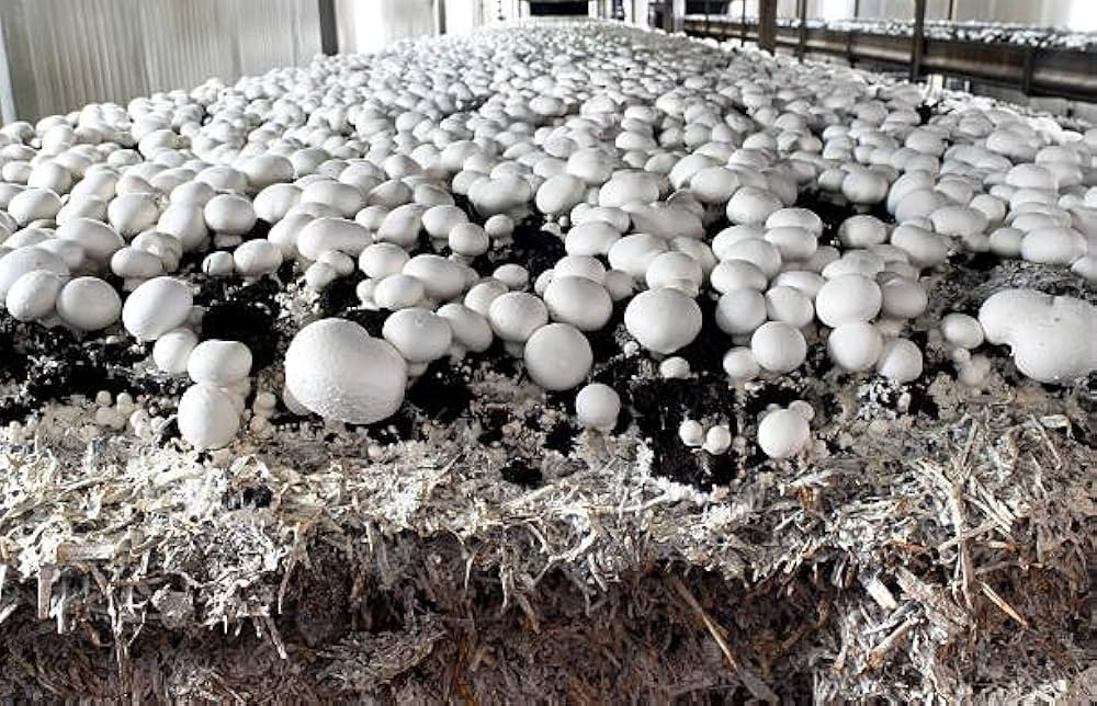 Mycelium Spawn Vegetable Seeds for Easy Planting
