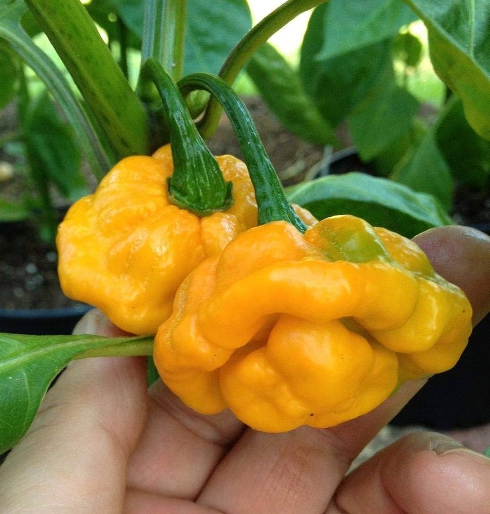 Bahamian Vegetable Seeds for Planting