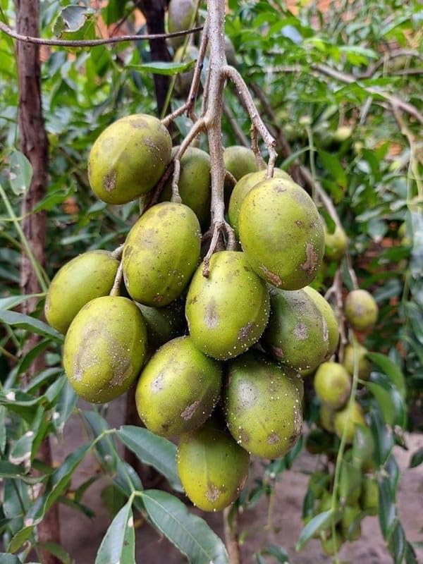 Spondias Fruit Planting Seeds  Grow Tropical Fruit Trees at Home
