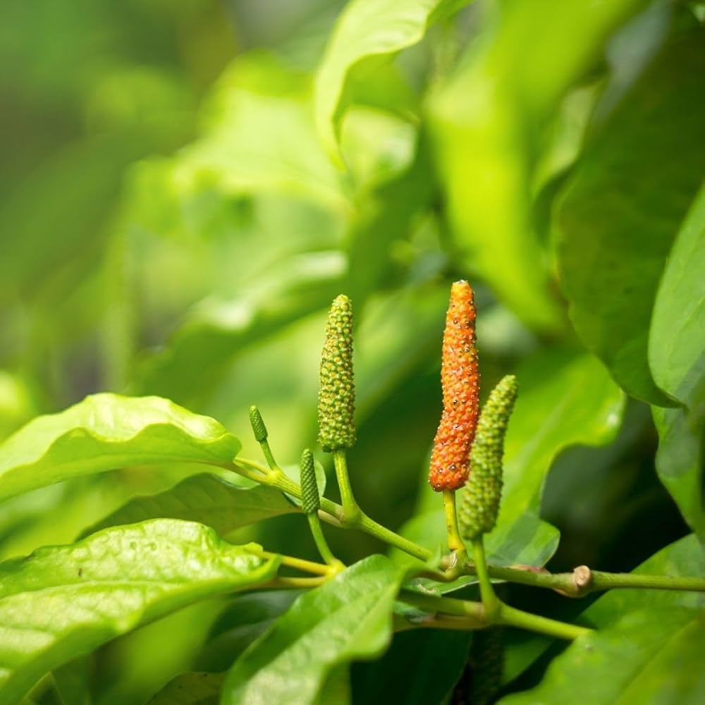 Long Pepper Seeds for Planting - Piper Longum Vegetable Seeds